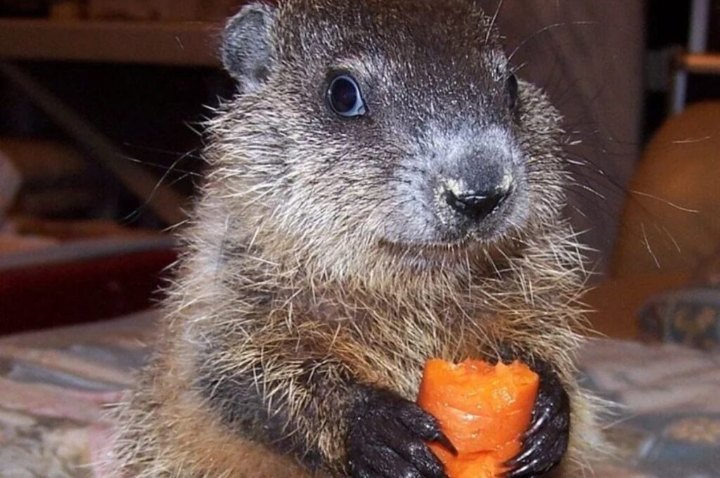 Groundhog eating carrot