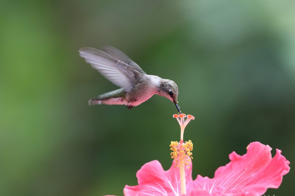 Hummingbird