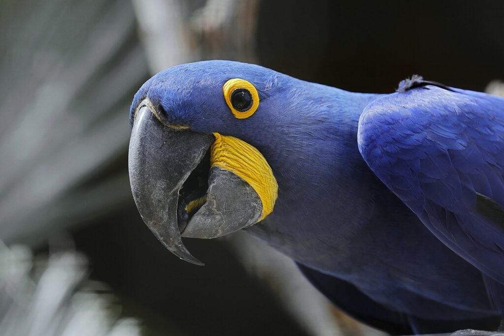 Hyacinth macaw close-up with vibrant feathers.
