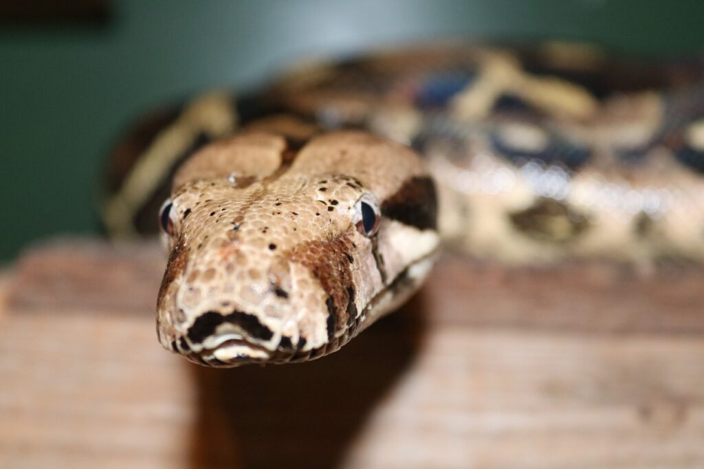 Closeup of a Boa Constrictor
