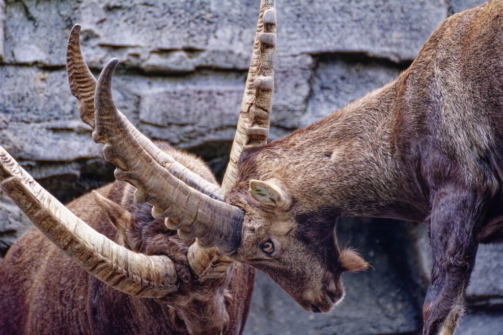Two goats fighting