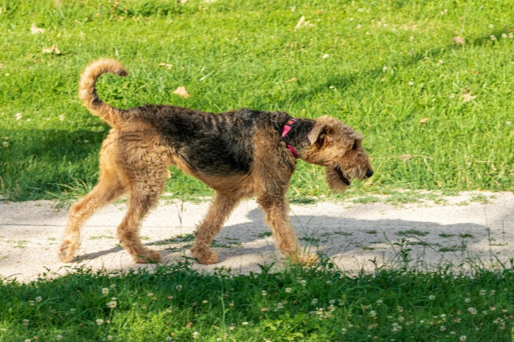 Airedale Terrier walking on a grassy path outdoors