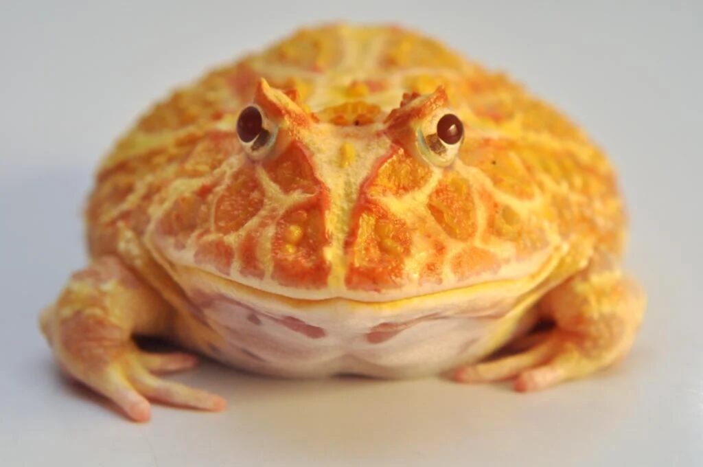 Pacman Frog