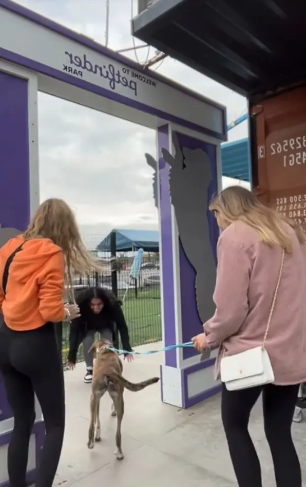 Diva Dog reunites with owner