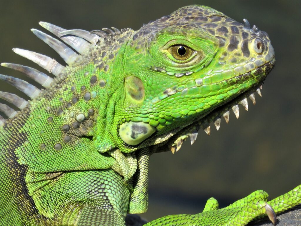 iguana