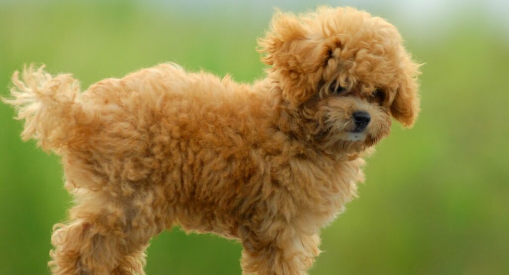 Toy Poodle