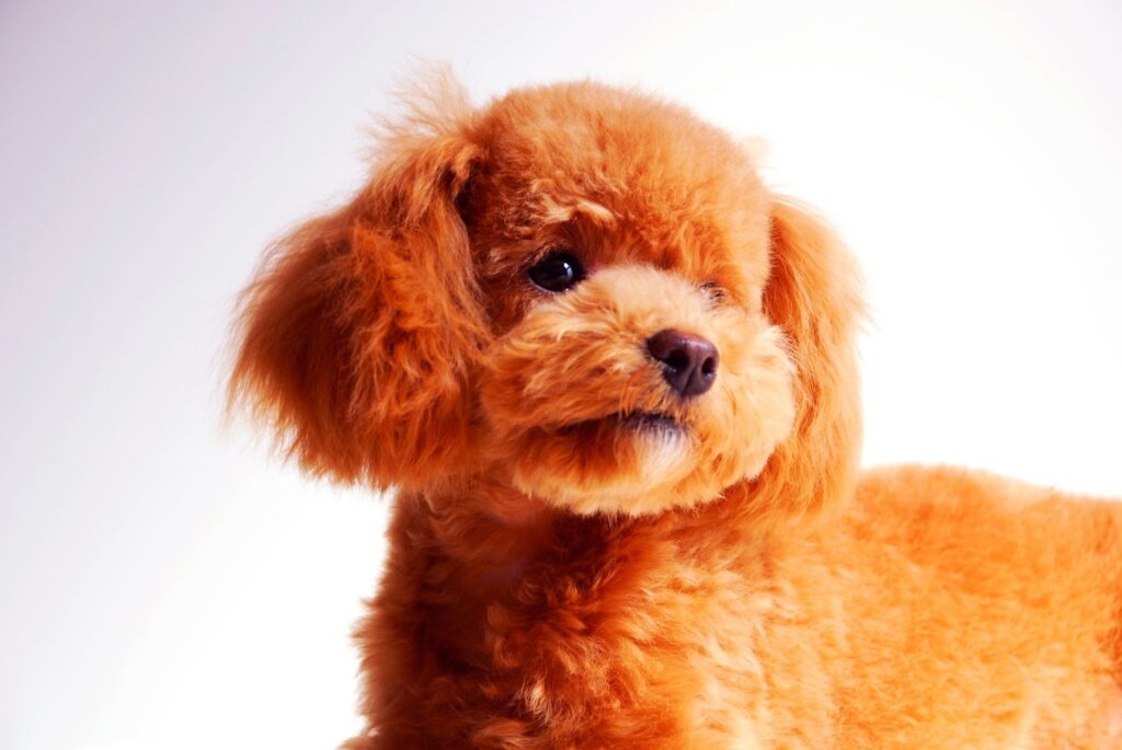 Toy Poodle
