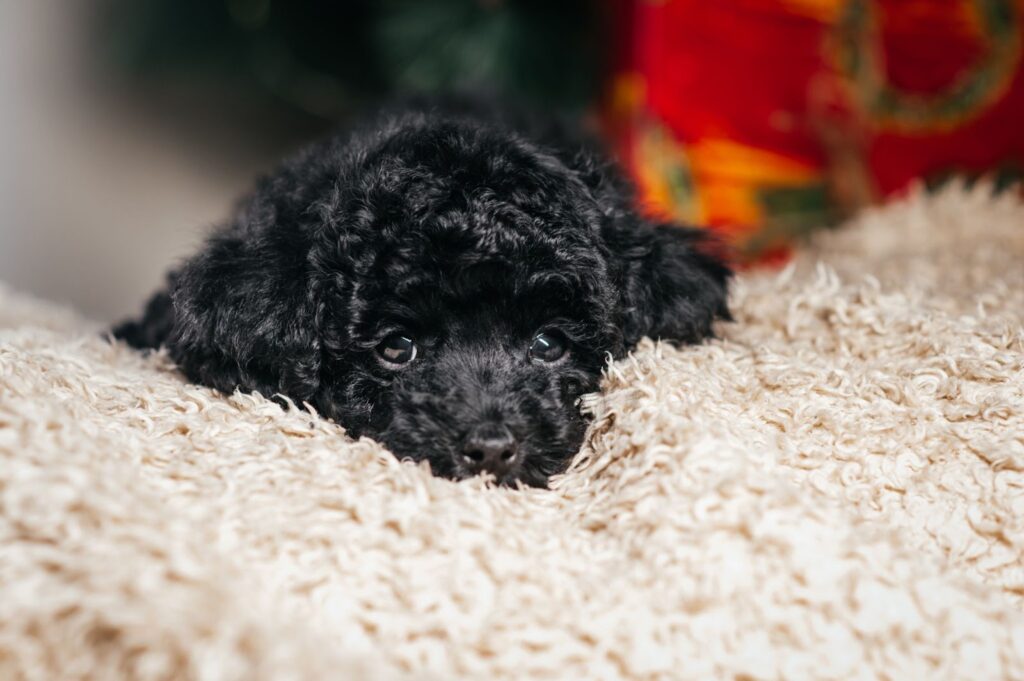 Toy Poodle