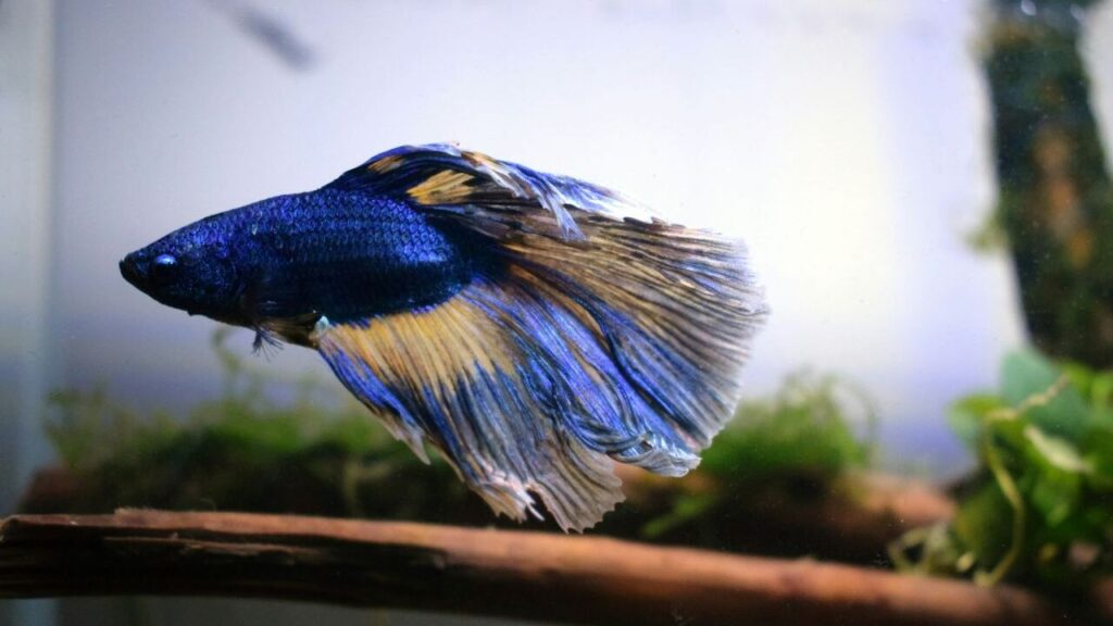 A vibrant blue Betta fish with long, flowing fins