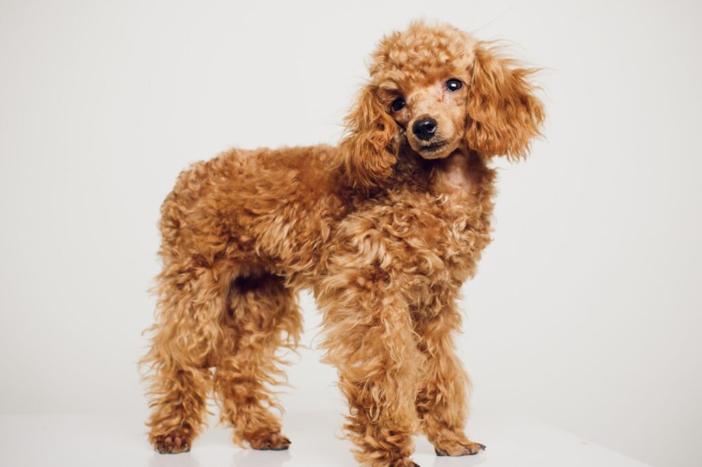 Toy Poodle