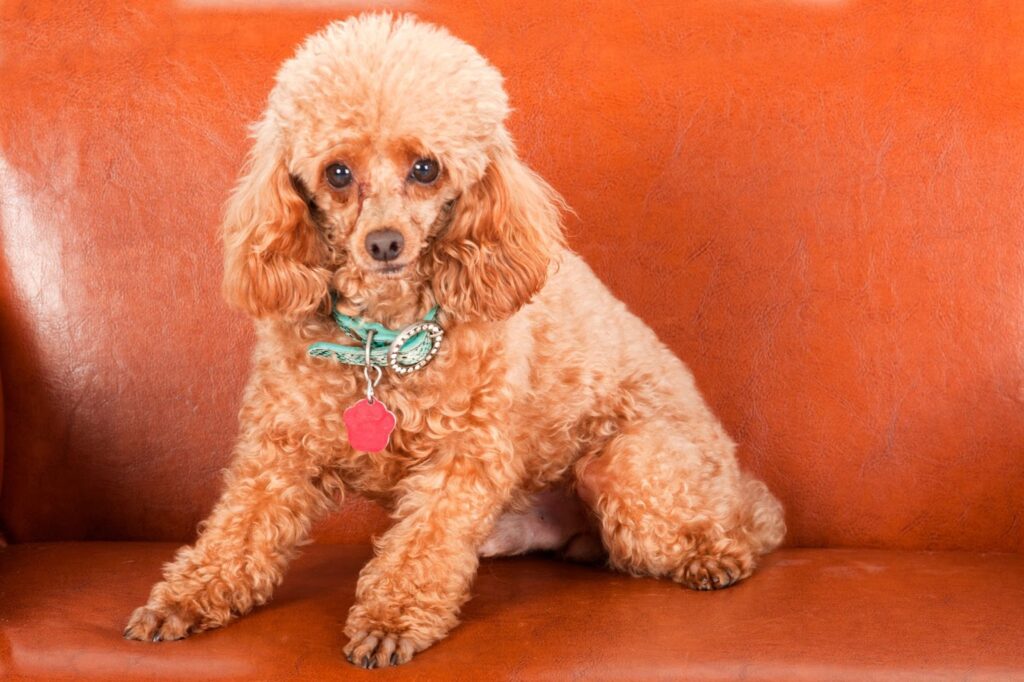 Toy Poodle