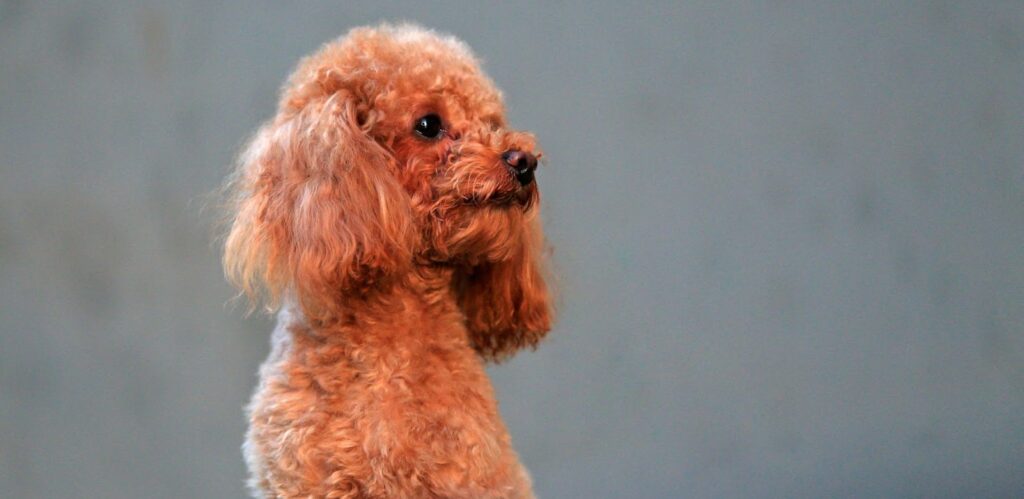 Toy Poodle