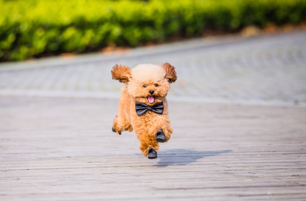 Toy Poodle
