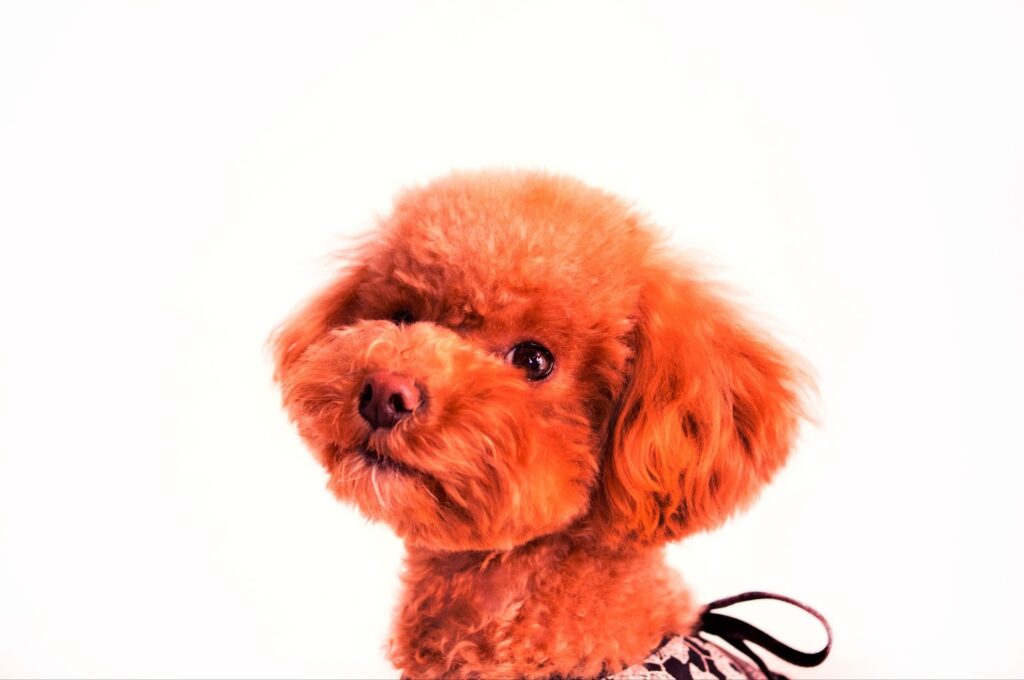 Toy Poodle
