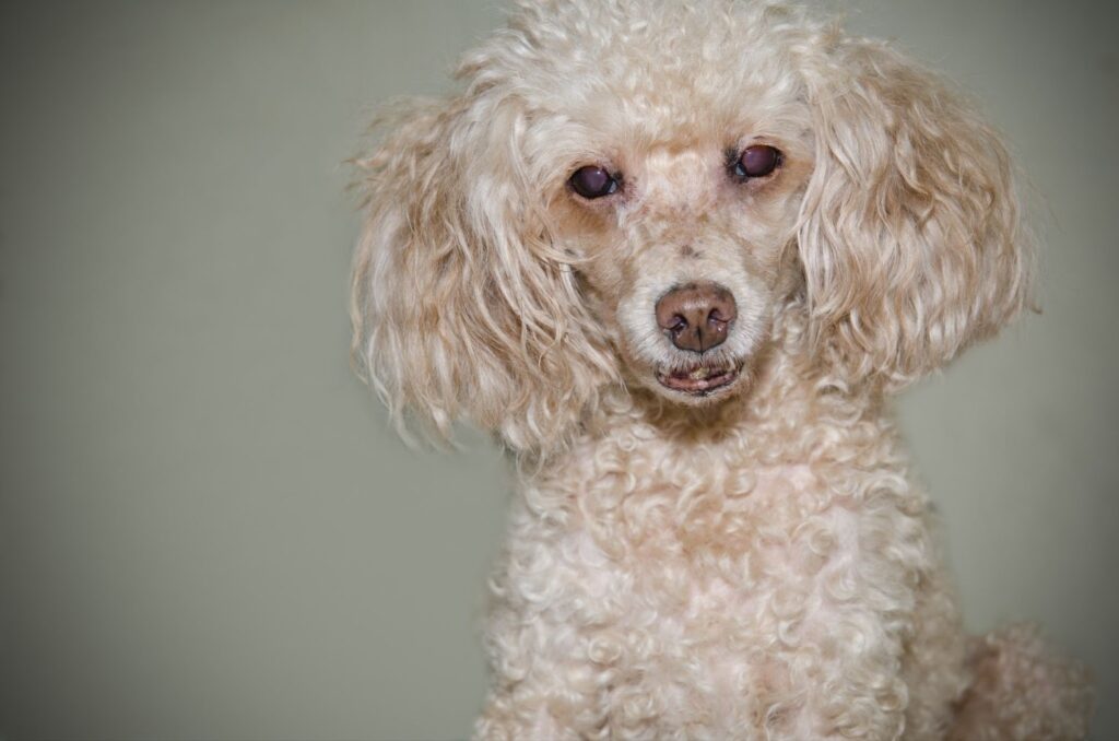 Toy Poodle