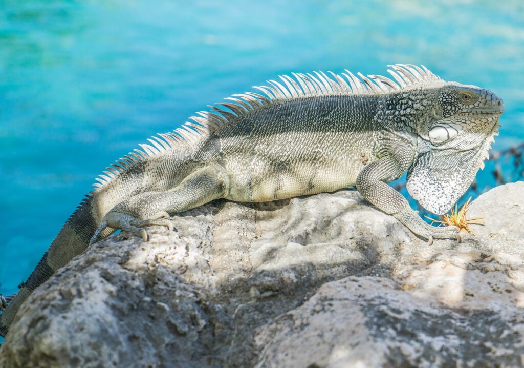 iguana