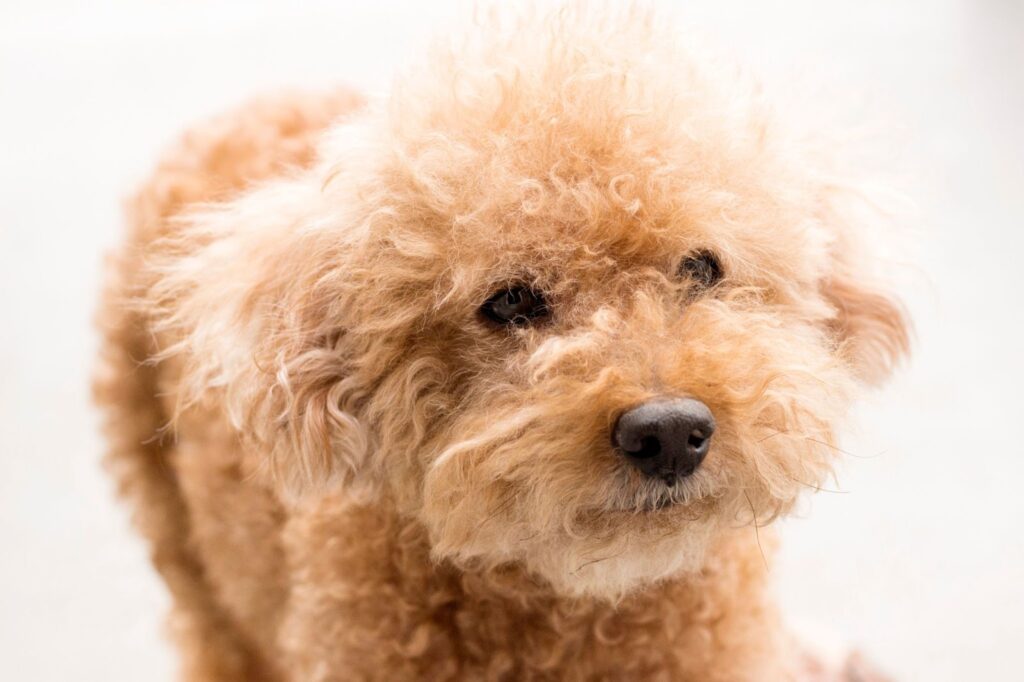 Toy Poodle