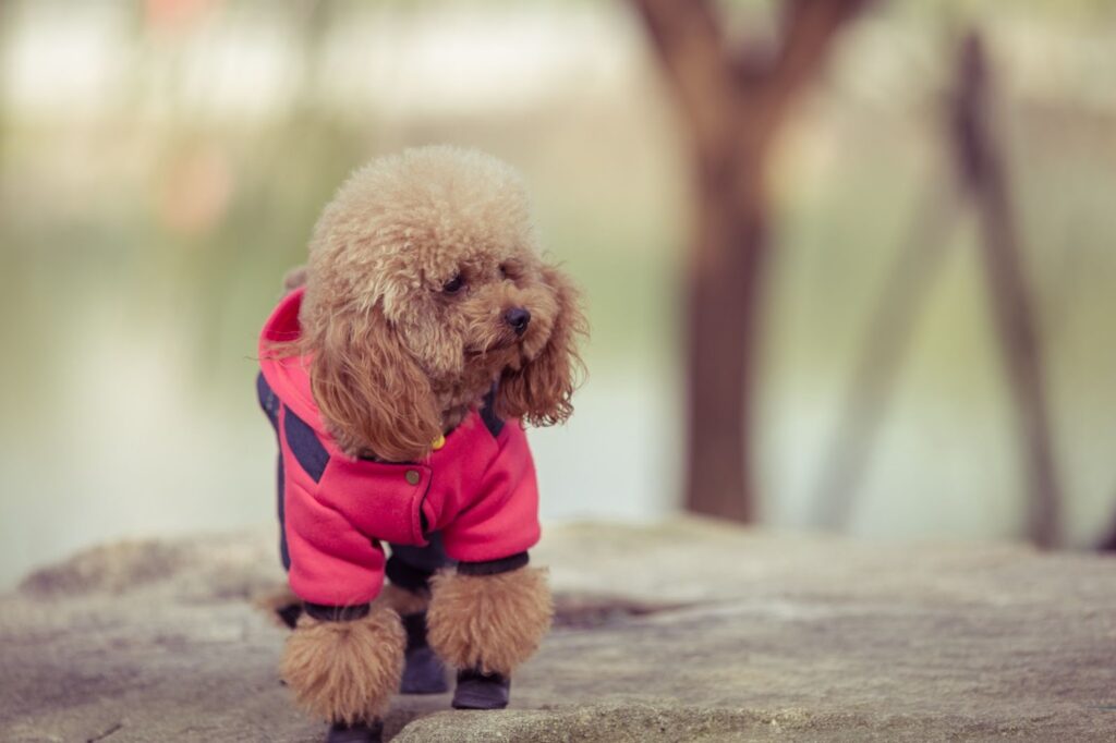 Toy Poodle