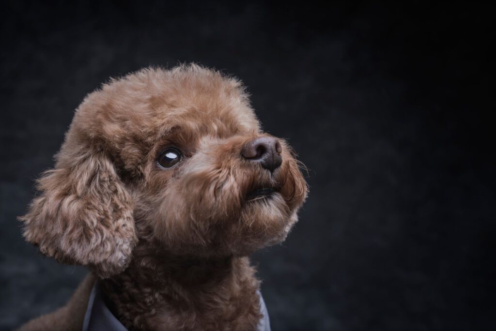 Toy Poodle