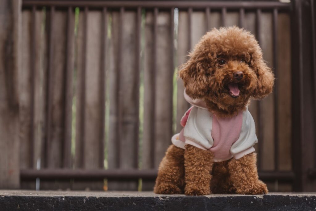 Toy Poodle