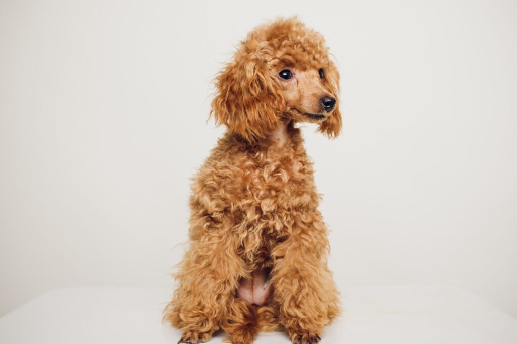 Toy Poodle