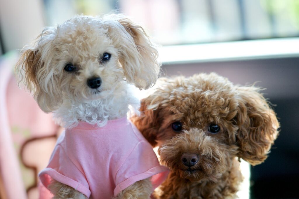 Toy Poodle