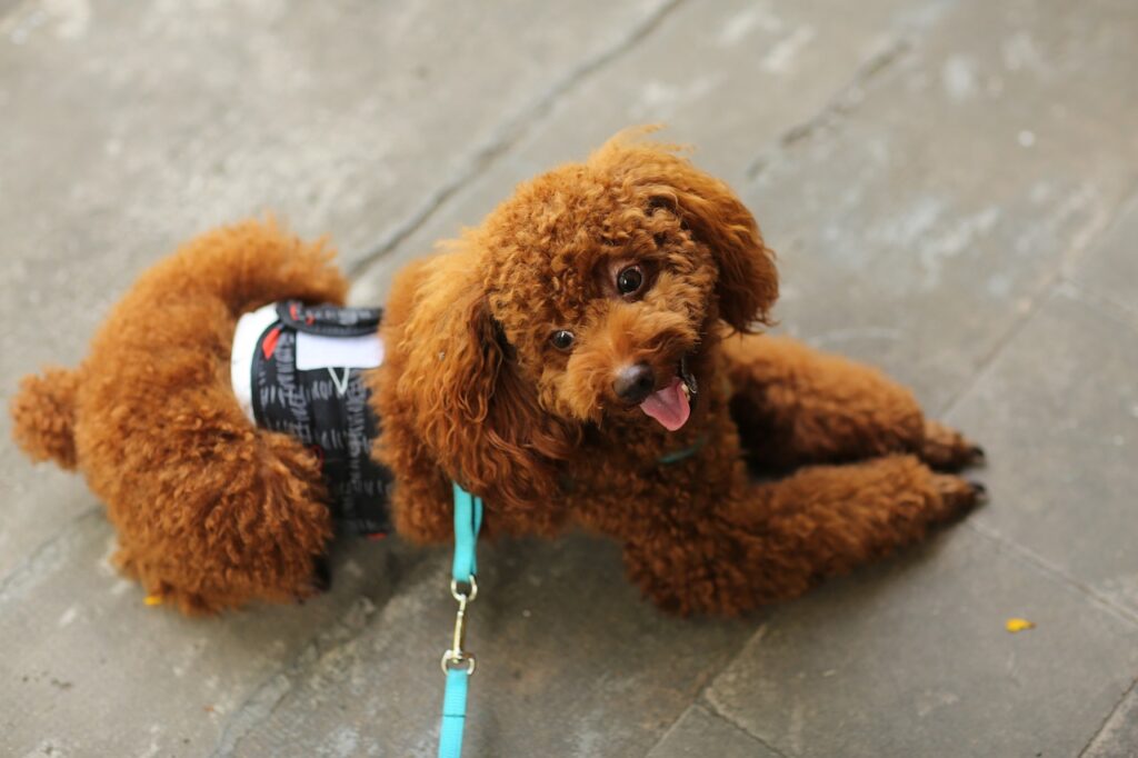 Toy Poodle