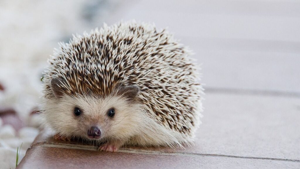Hedgehog