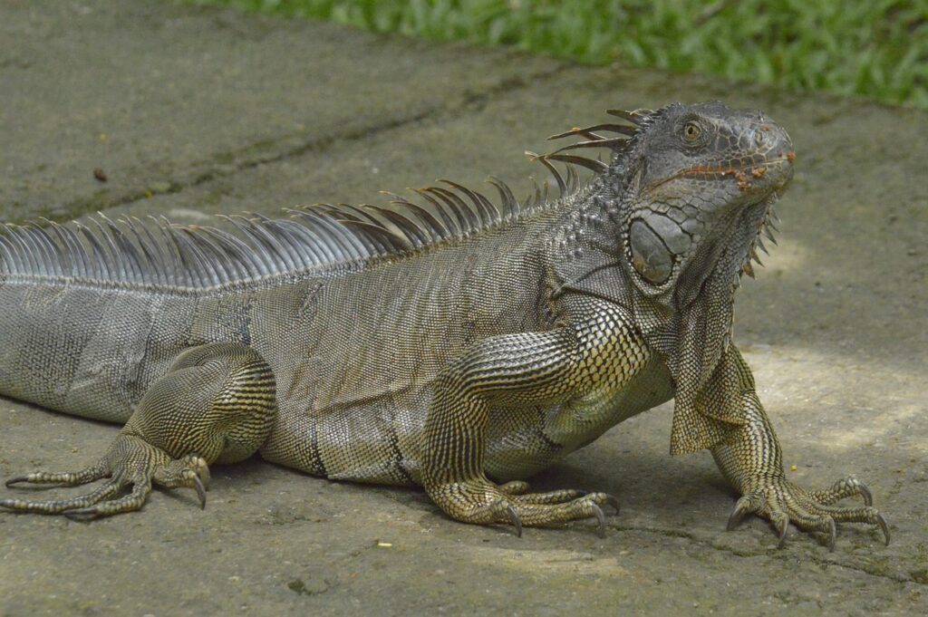 iguana