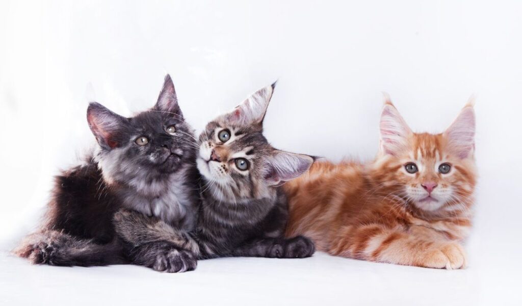 multicoloured maine coon