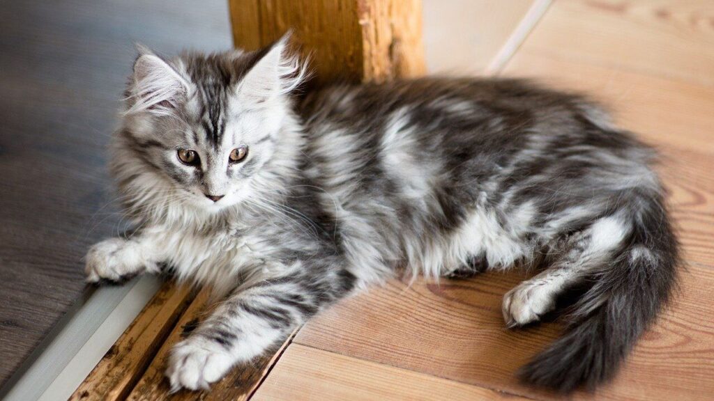 maine coon
