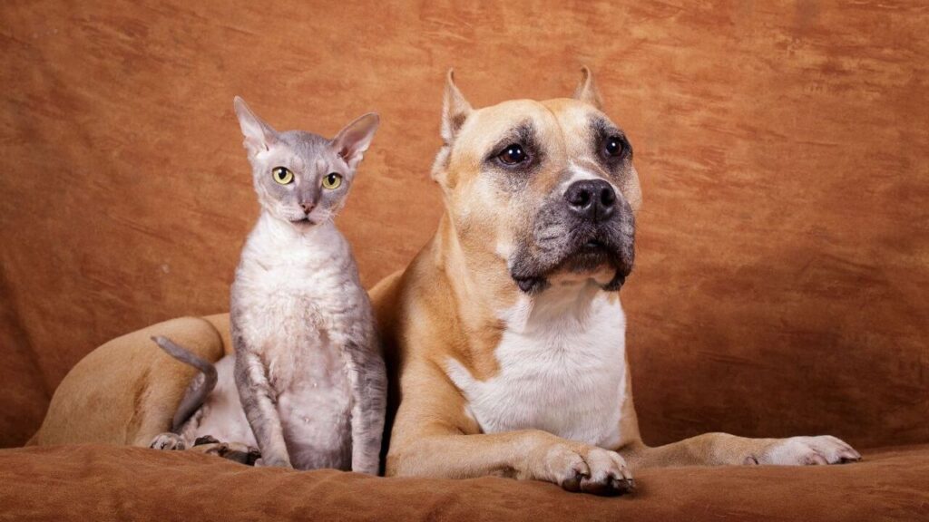 Old American Staffordshire Terrier