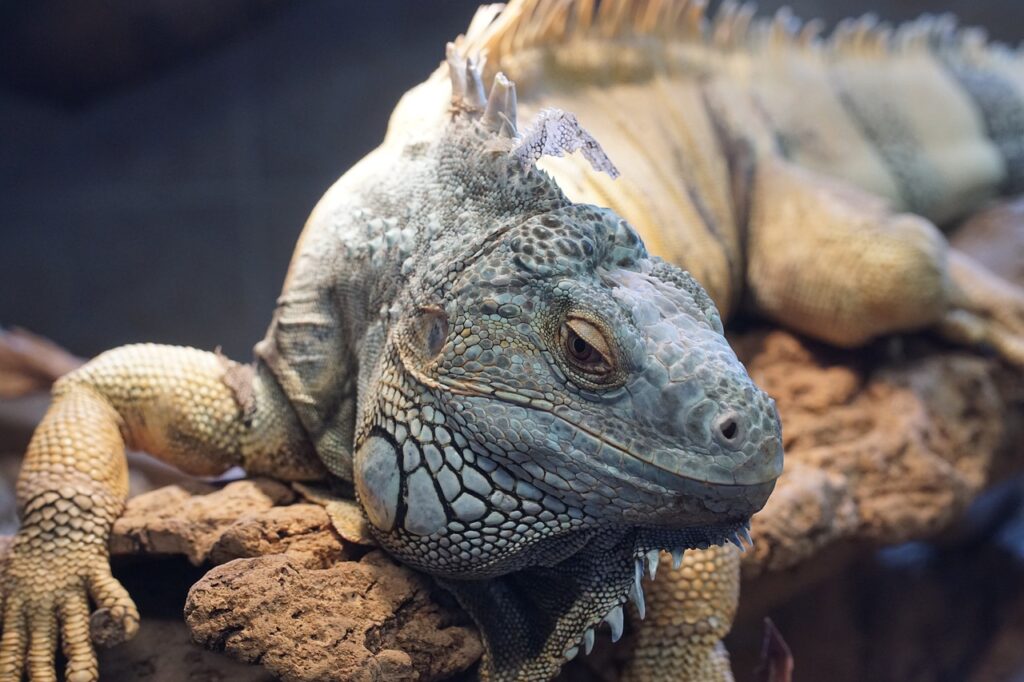 iguana