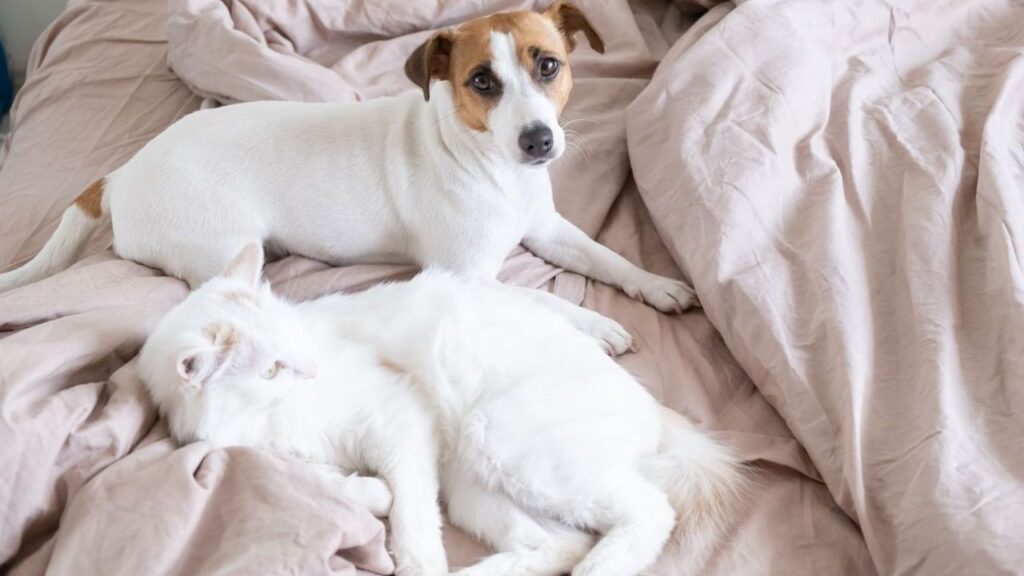 Jack Russell Terrier