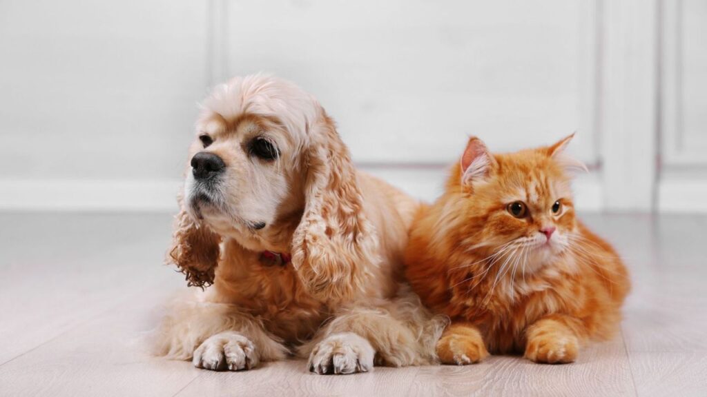 American Cocker Spaniel