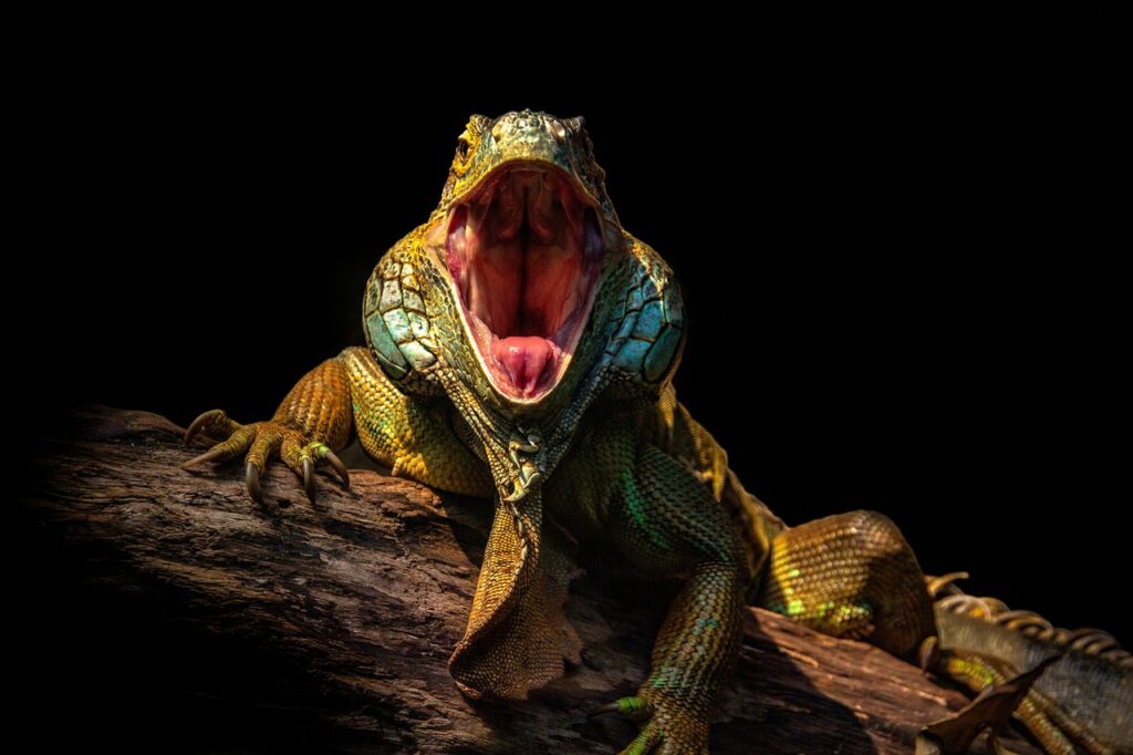 iguana