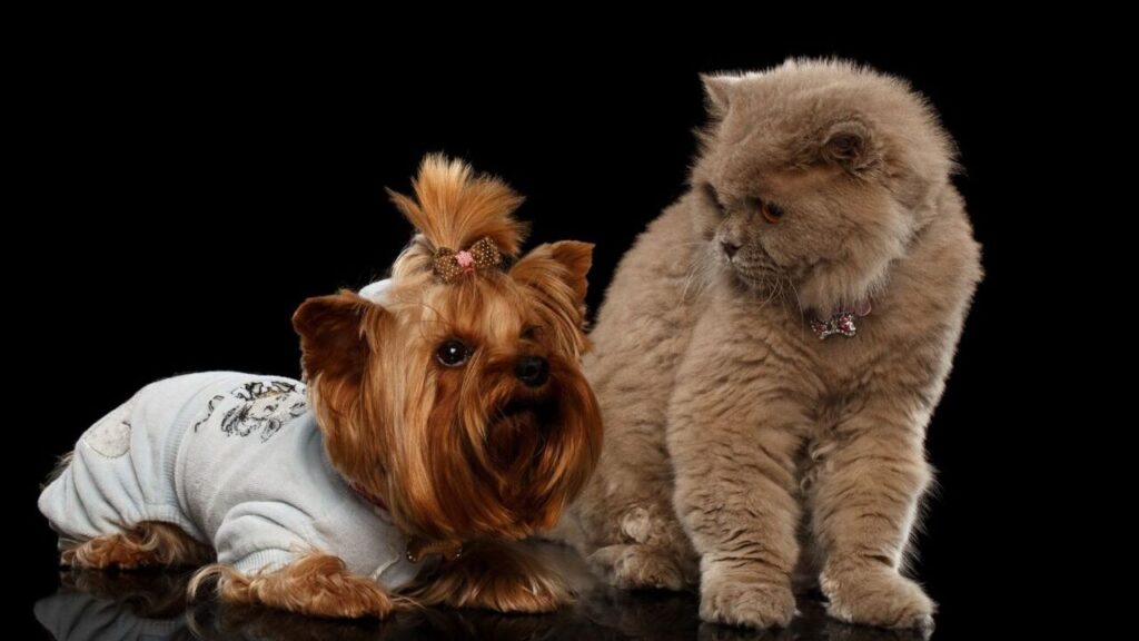 Yorkshire Terrier Dog