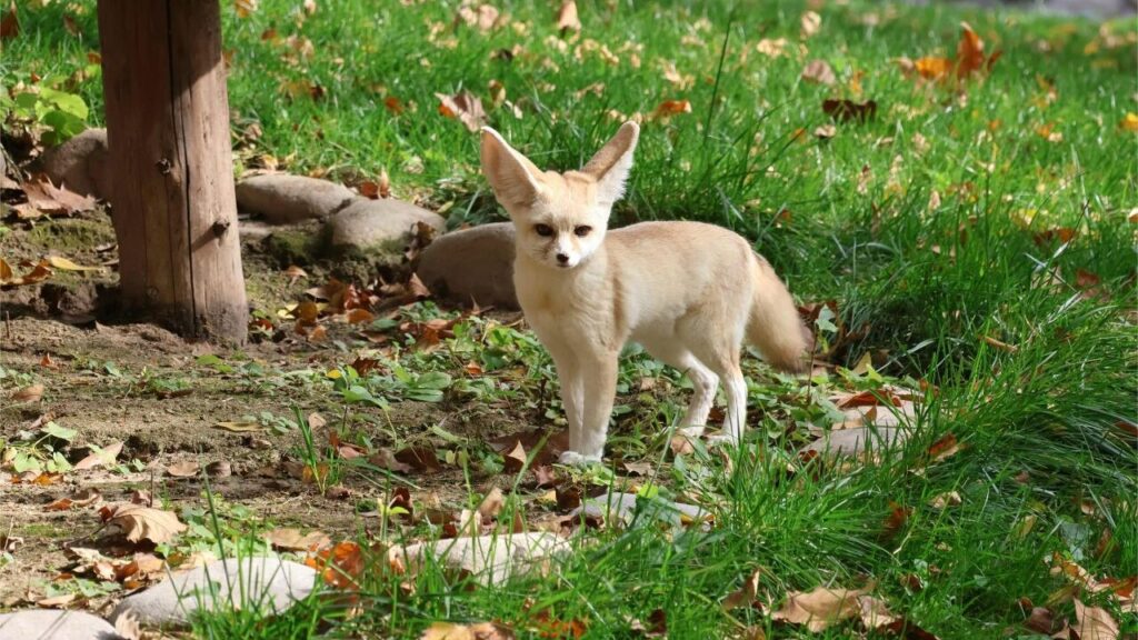 Fennec Fox