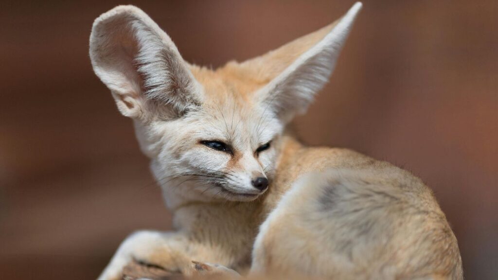 Fennec fox