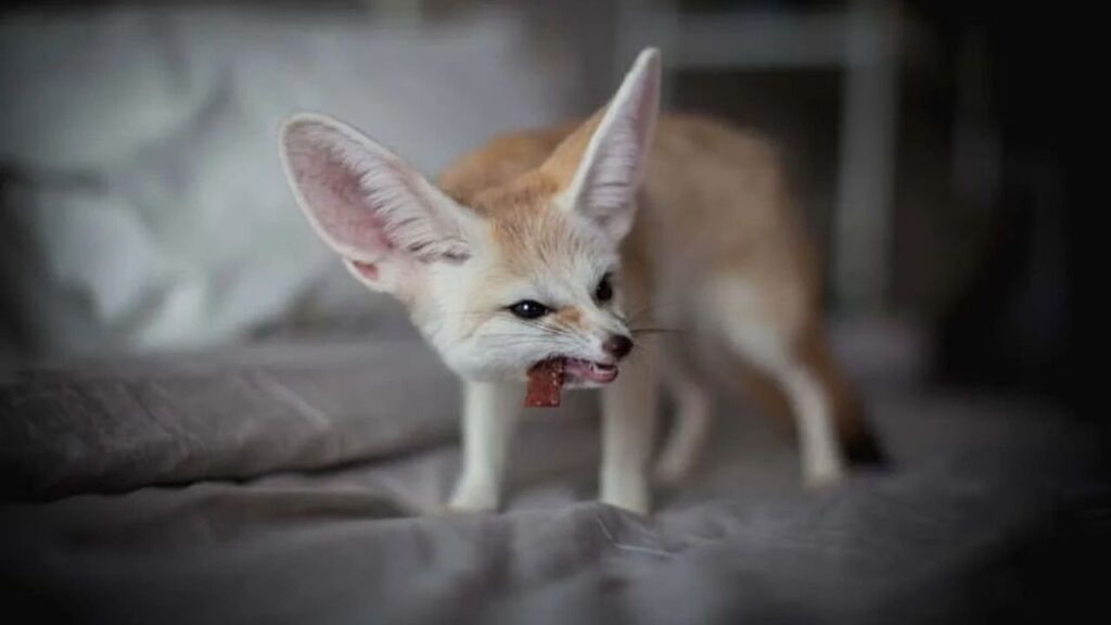 Fennec fox