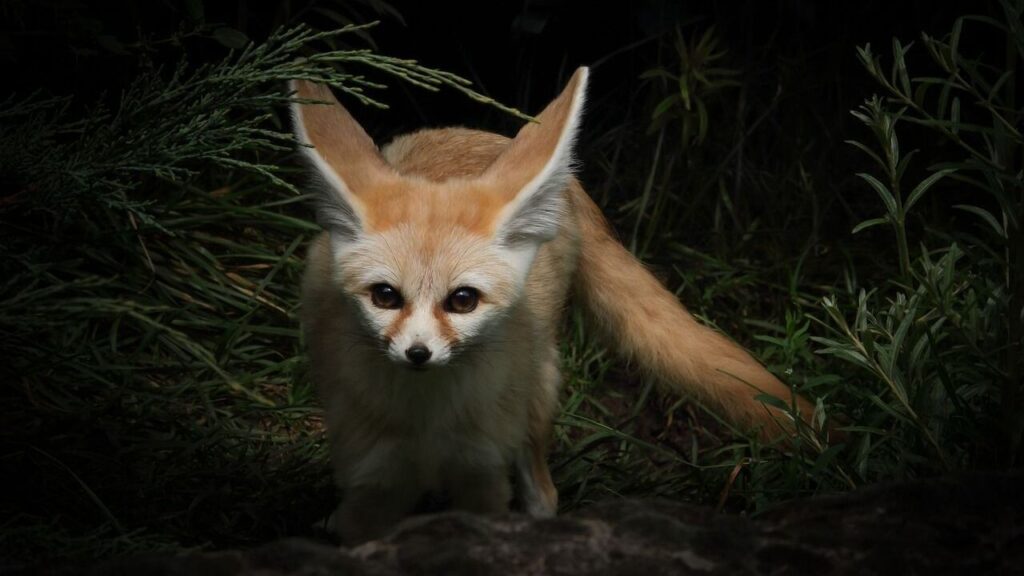 fennec fox in wild