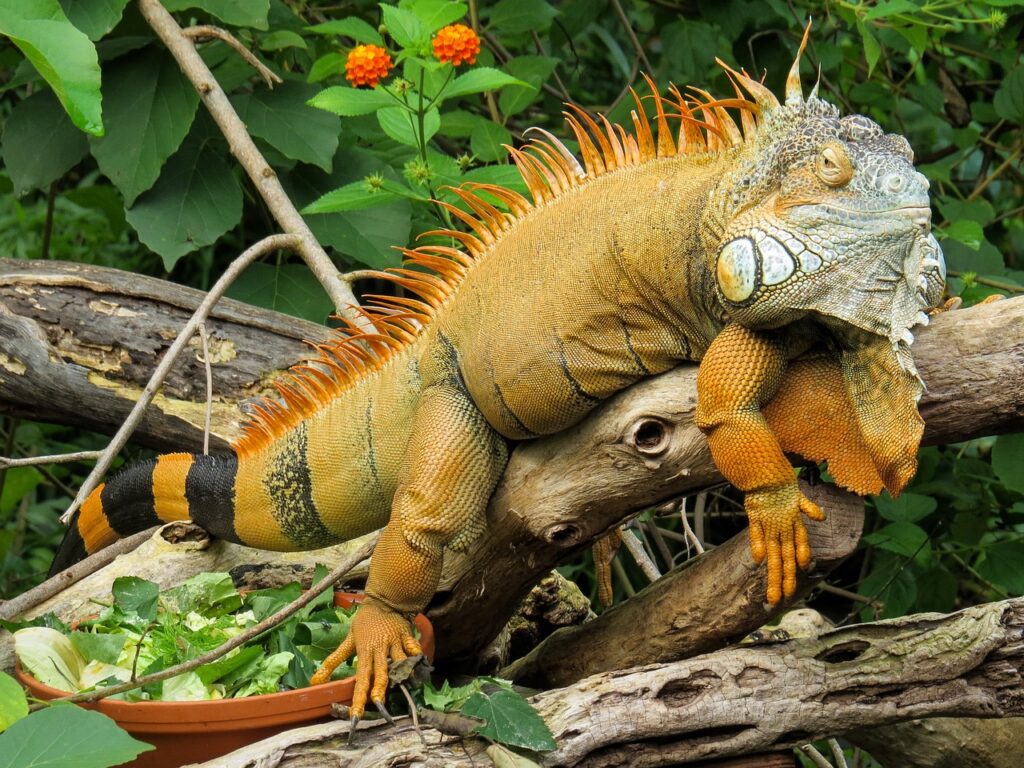 iguana