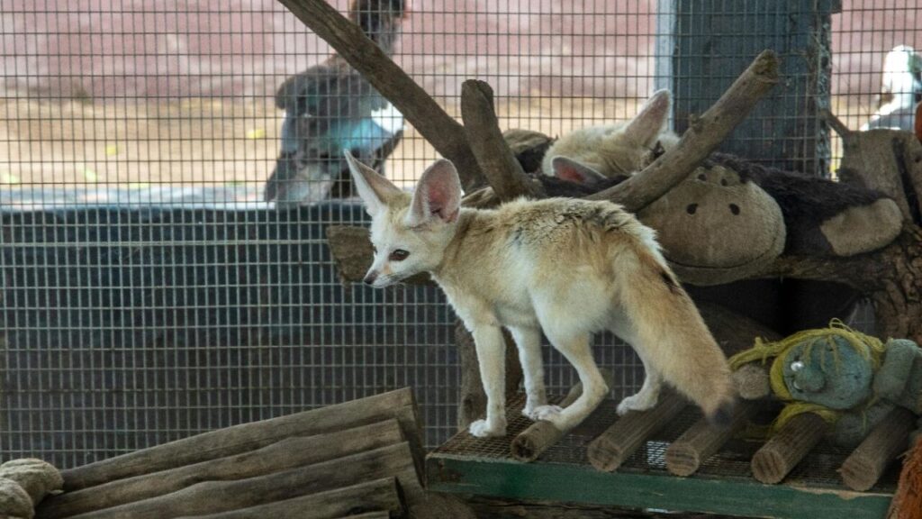 Fennec fox outdoors