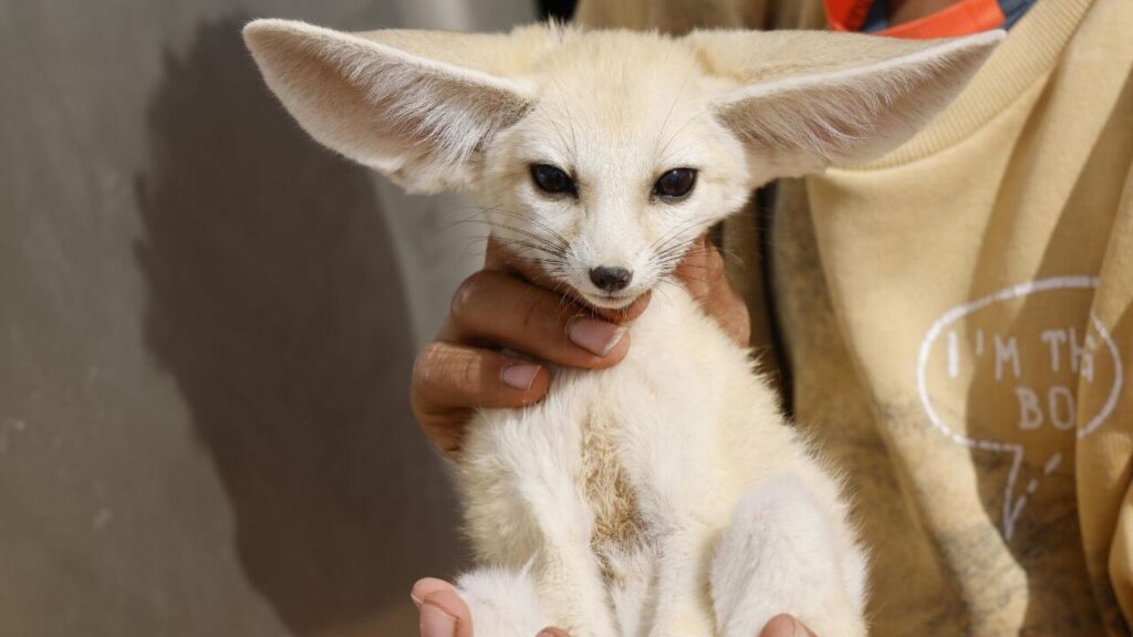A young fennec fox is being held by a person