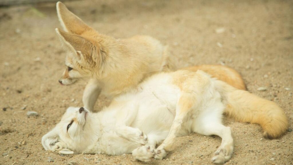 Two fennec fox