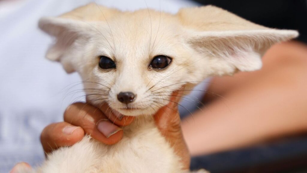 A close-up of a young fennec fox