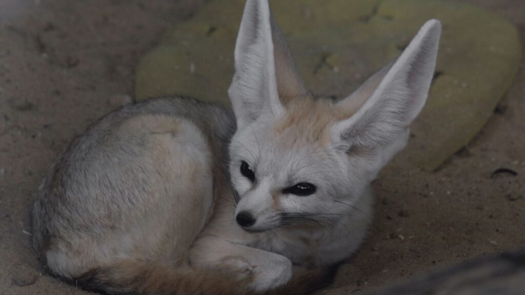 A fennec fox curled up