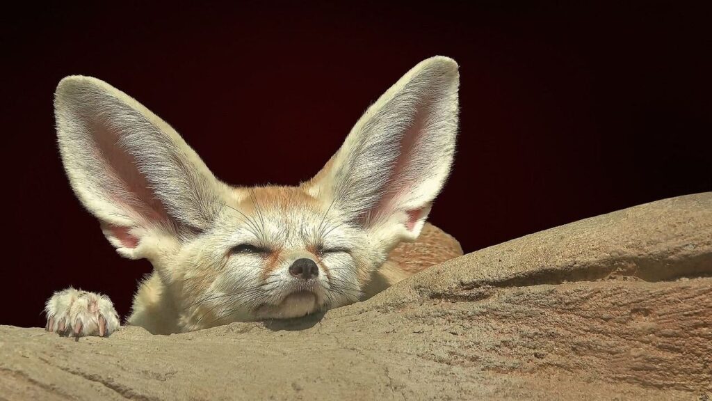 sleepy fennec fox