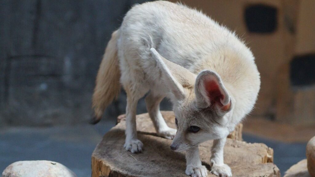 A fennec fox stands on a wooden log