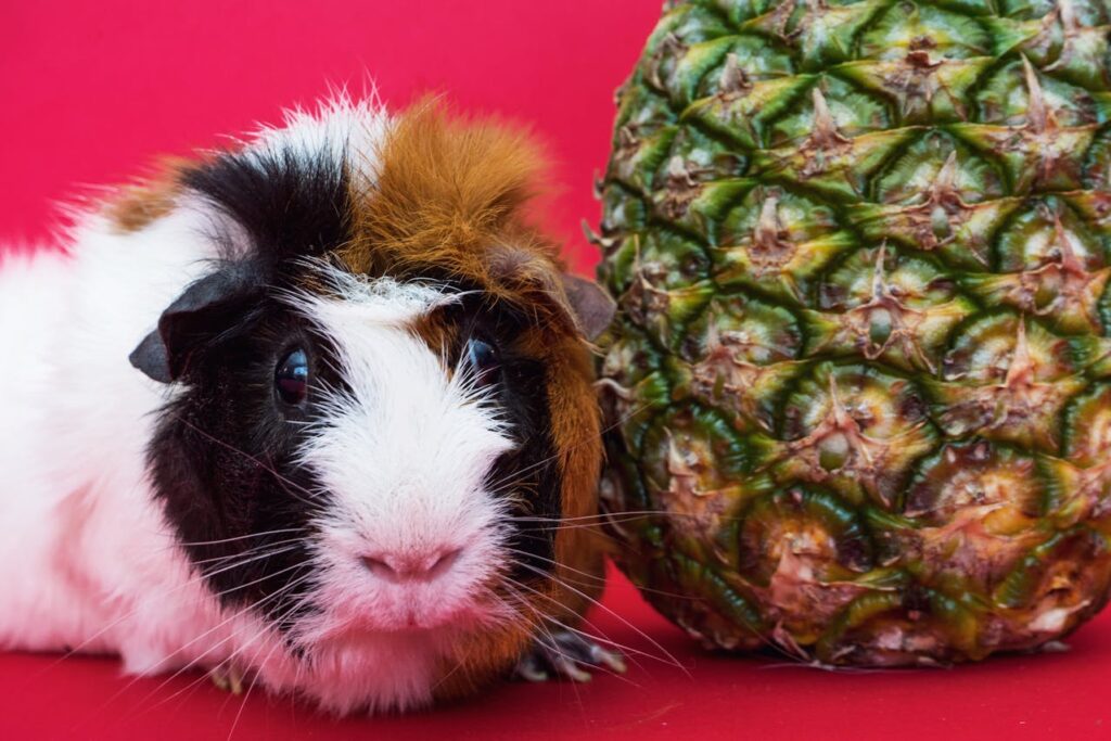 Exotic Pet